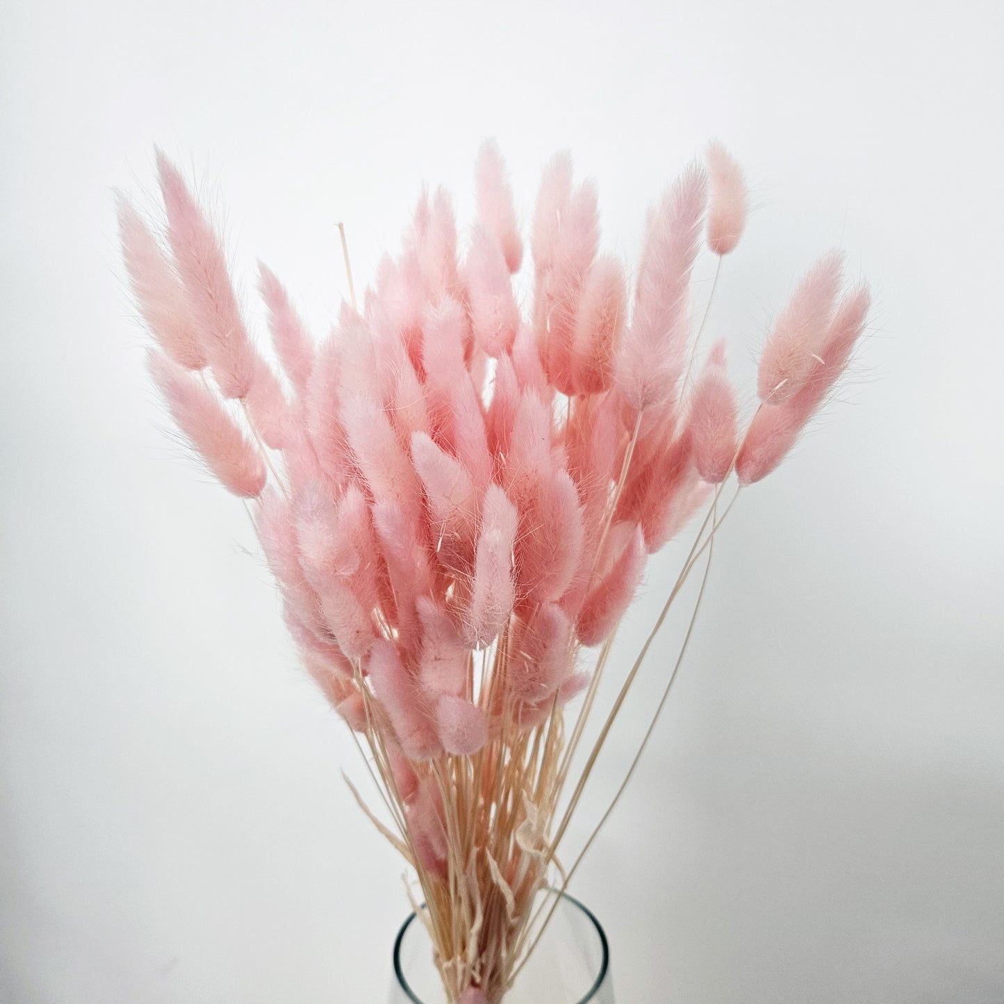 Pink Lagurus Bunch