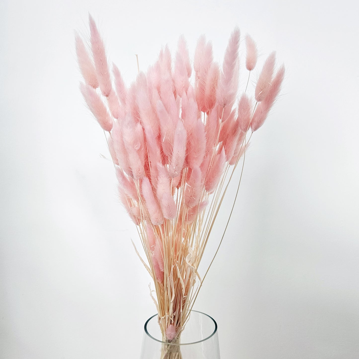 Pink Lagurus Bunch