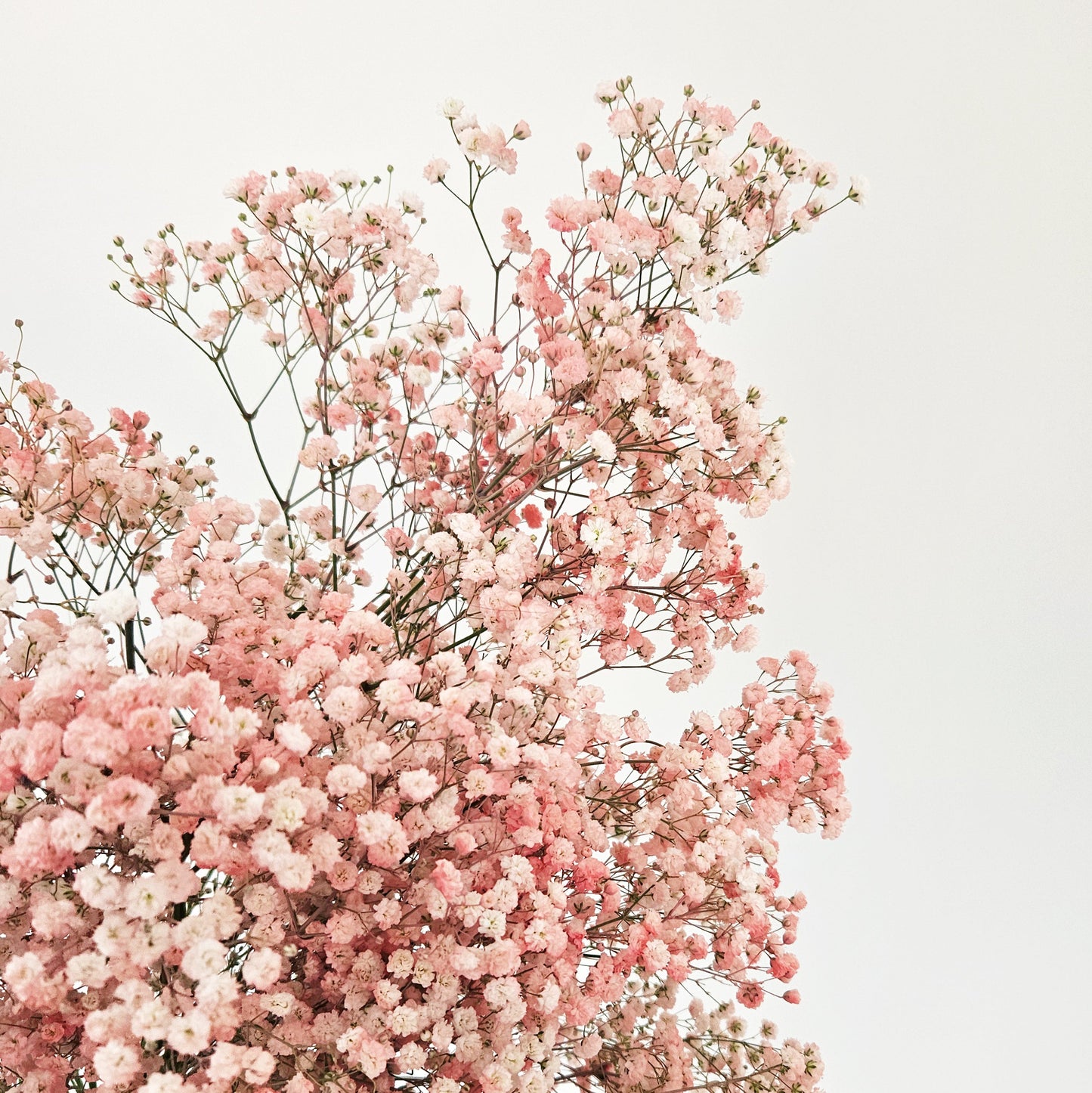 Candyfloss Gypsophila Bouquet