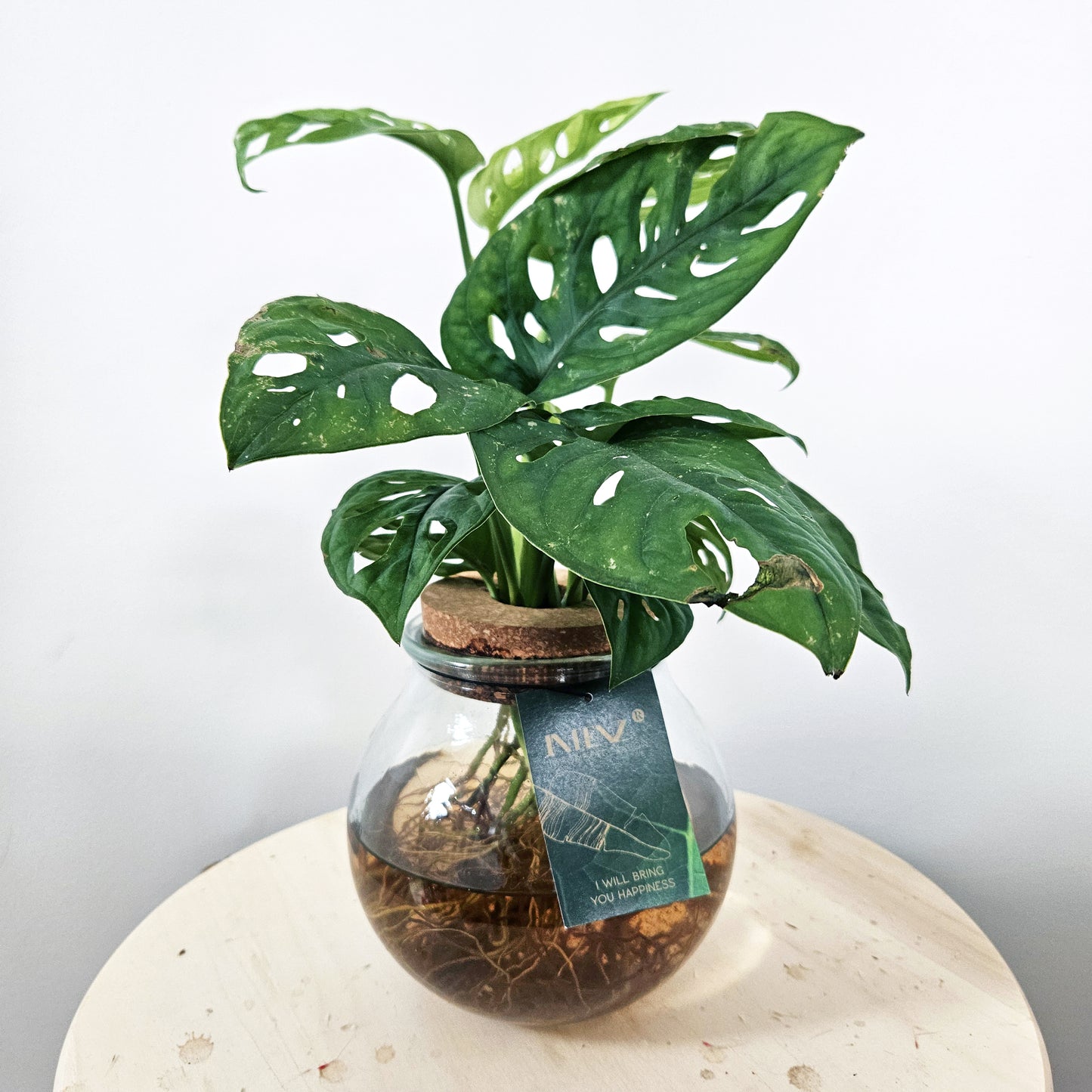 Glass Monstera Adansonii