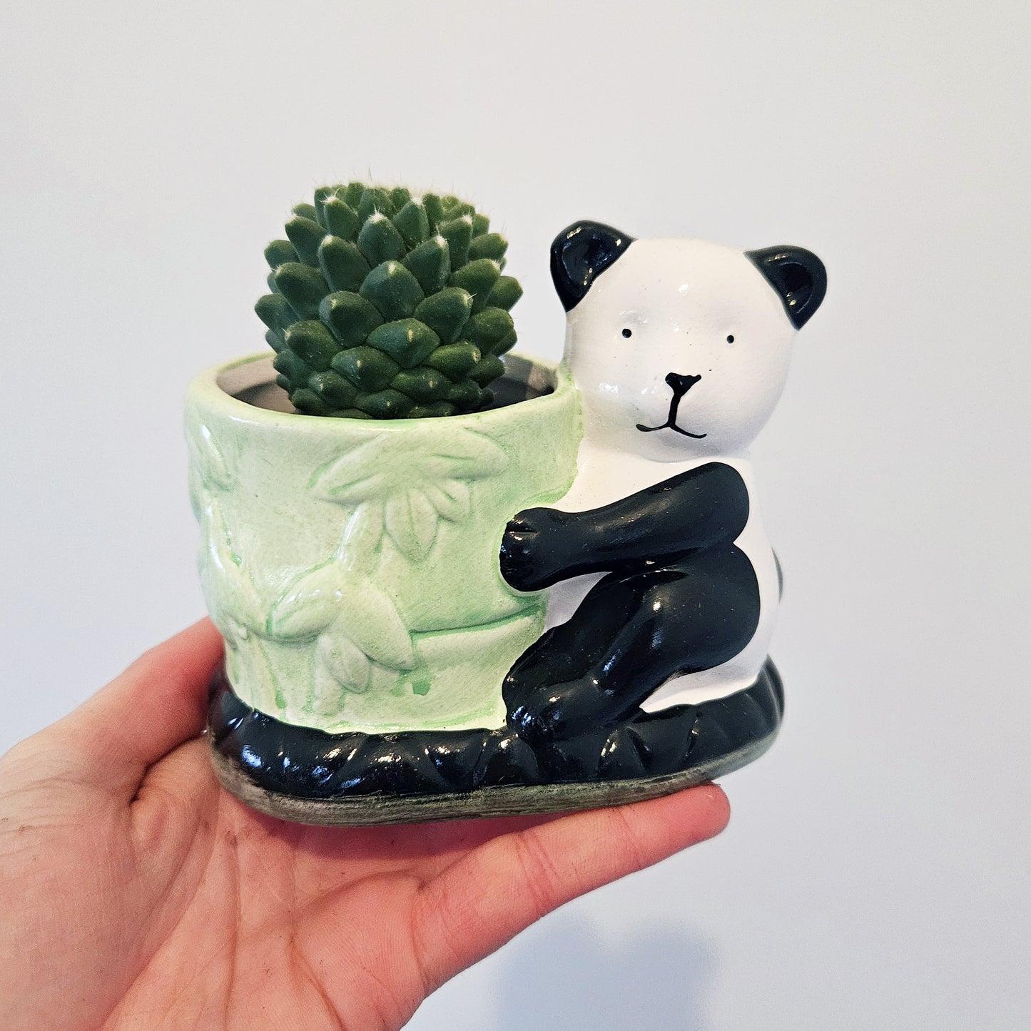 Panda Cactus (assorted)