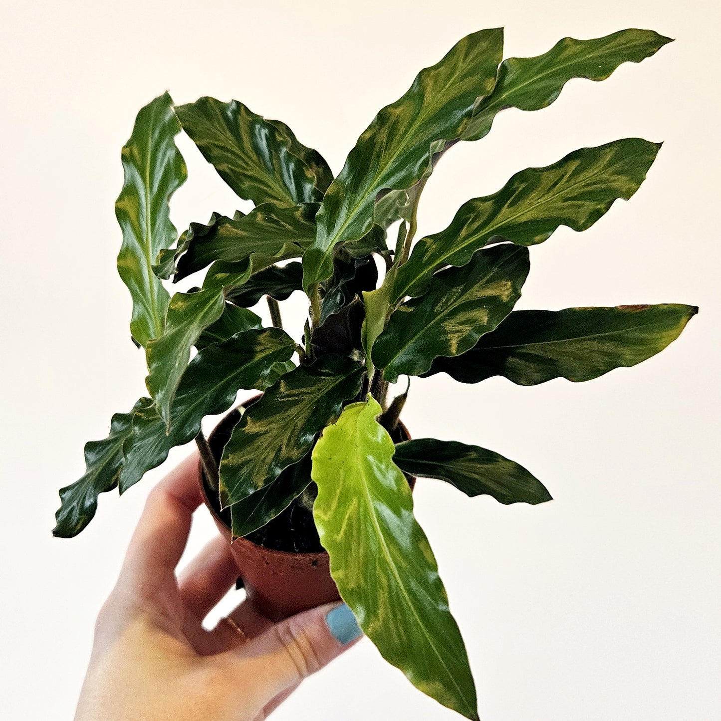 Calathea (assorted)