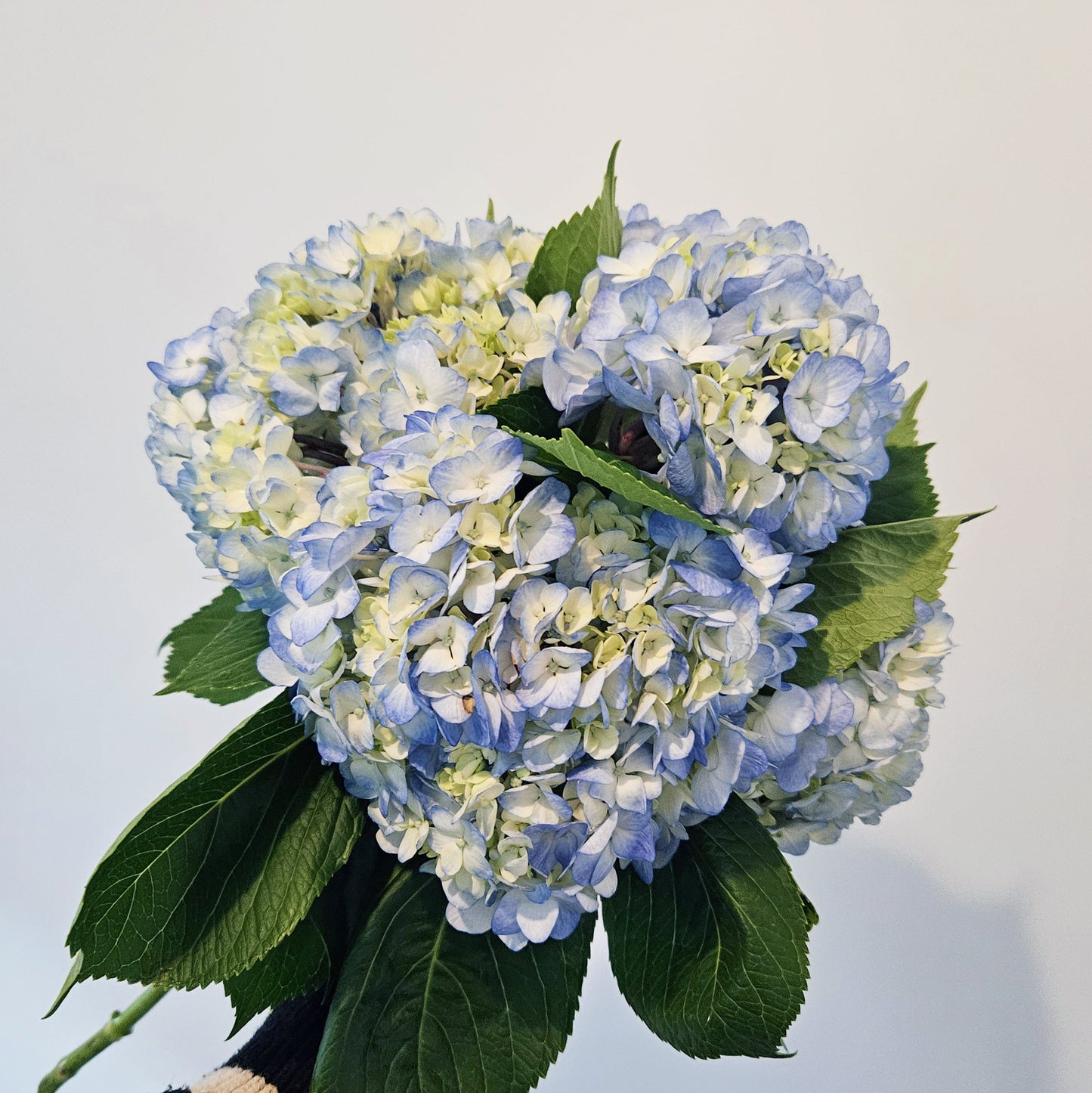 Hydrangea Bouquet