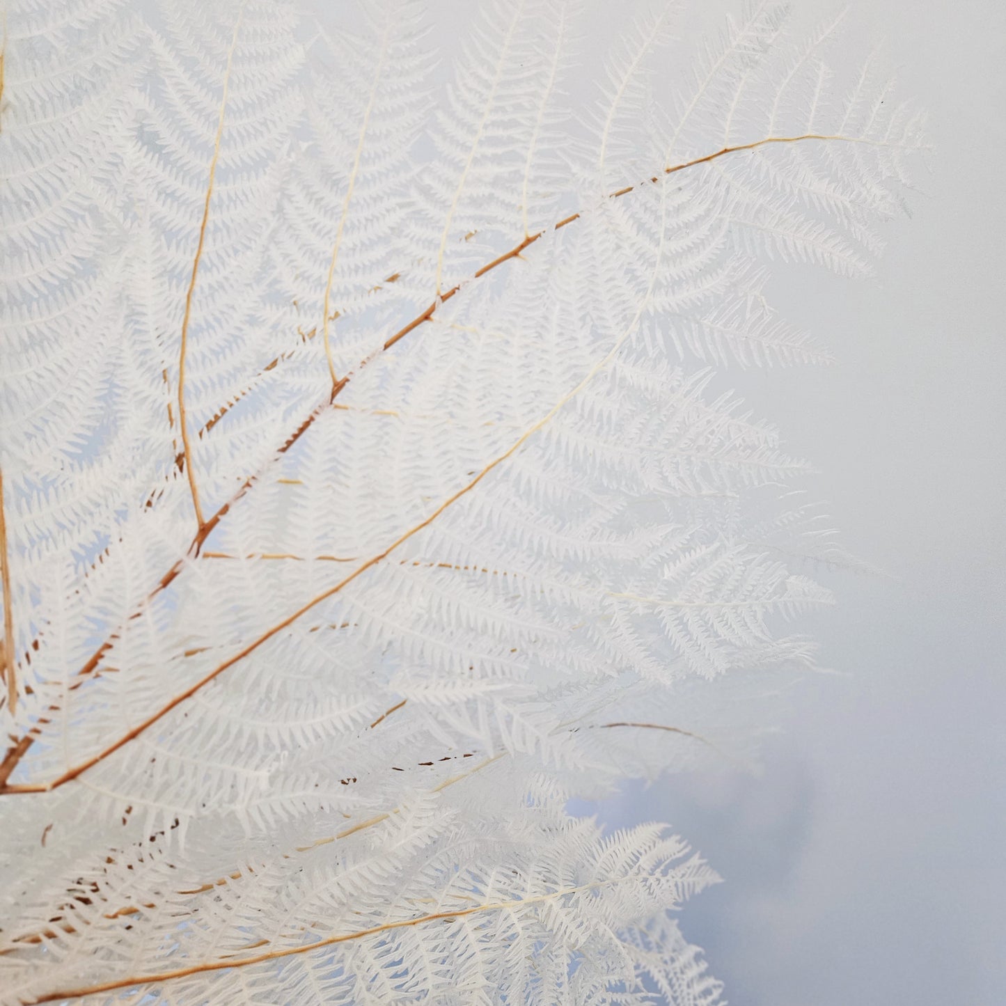 Bleached Preserved Palm Bunch