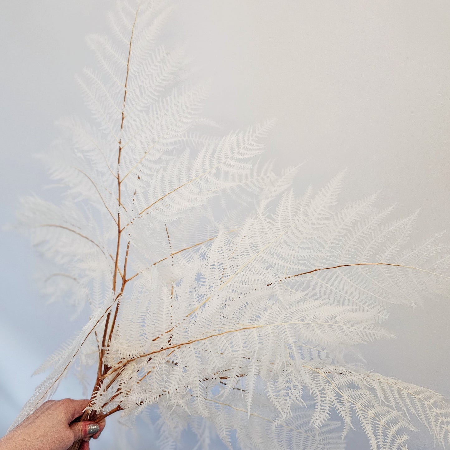 Bleached Preserved Palm Bunch