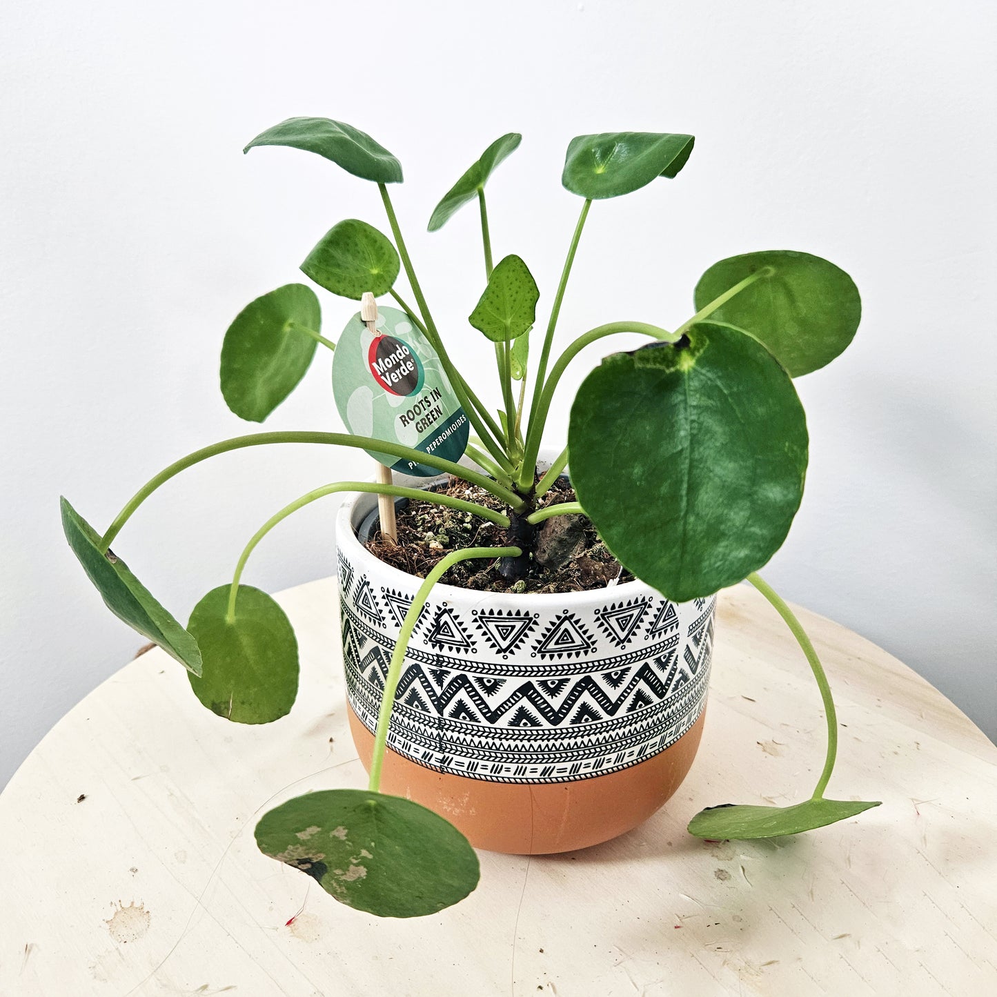 Pepperomia Potted