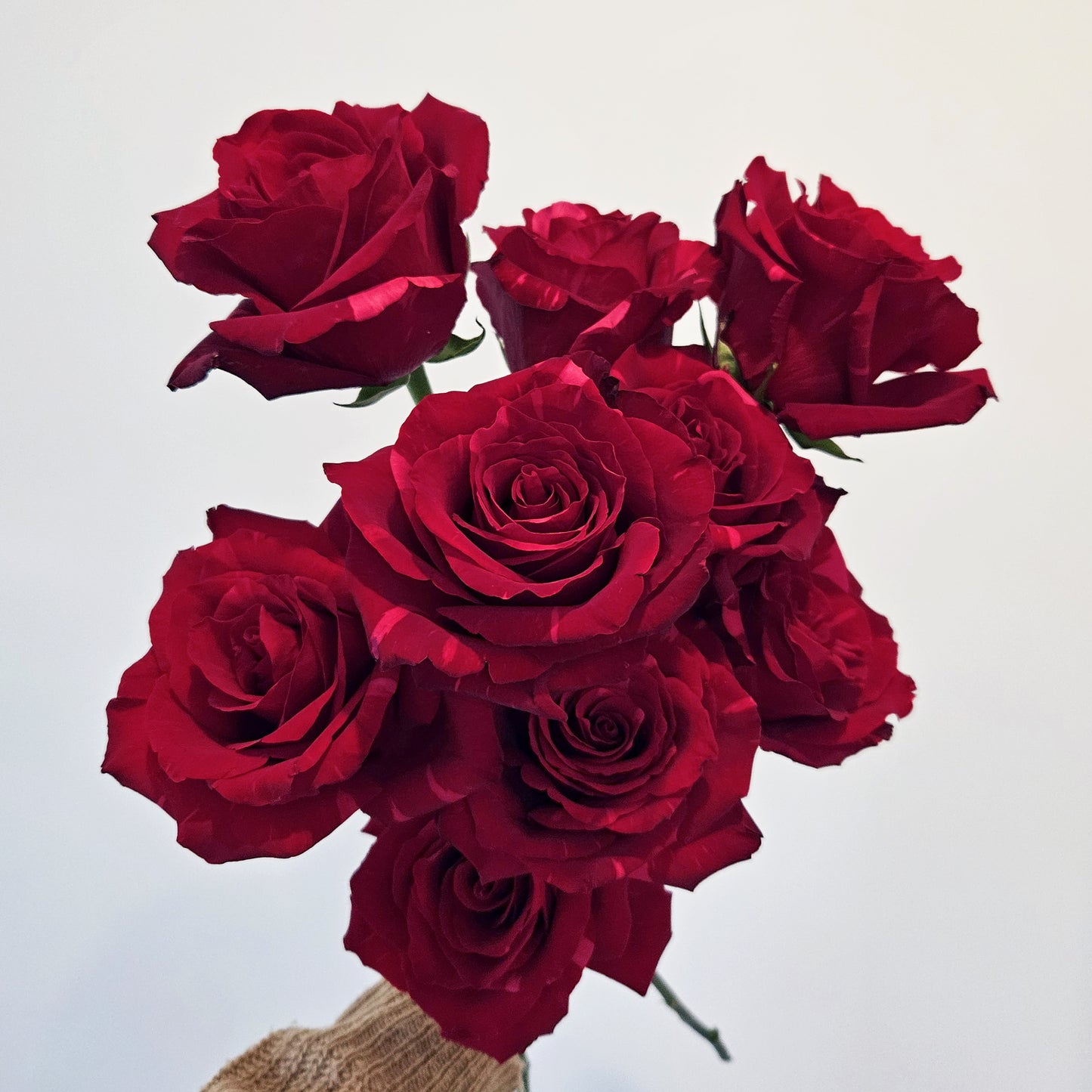 Scarlet Pantheress VALENTINE'S SPECIAL