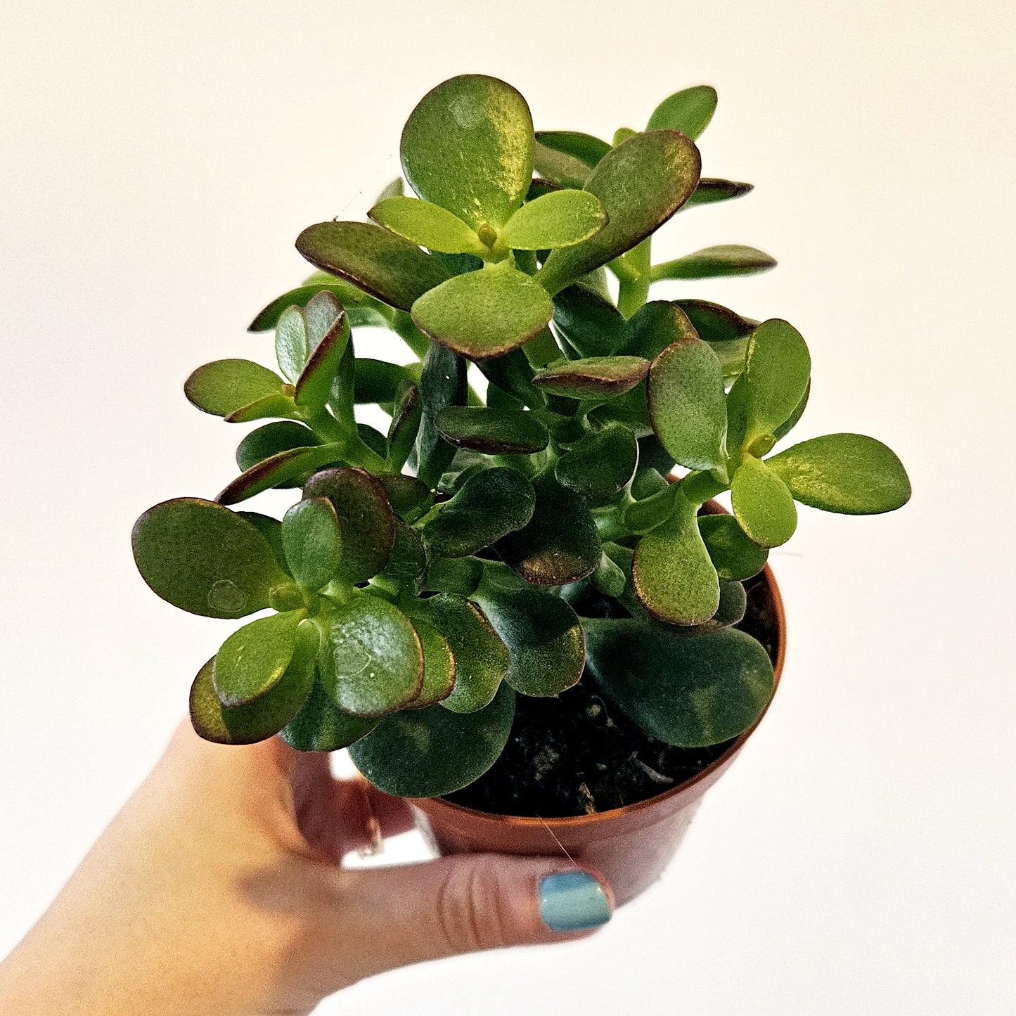 Succulents (assorted)