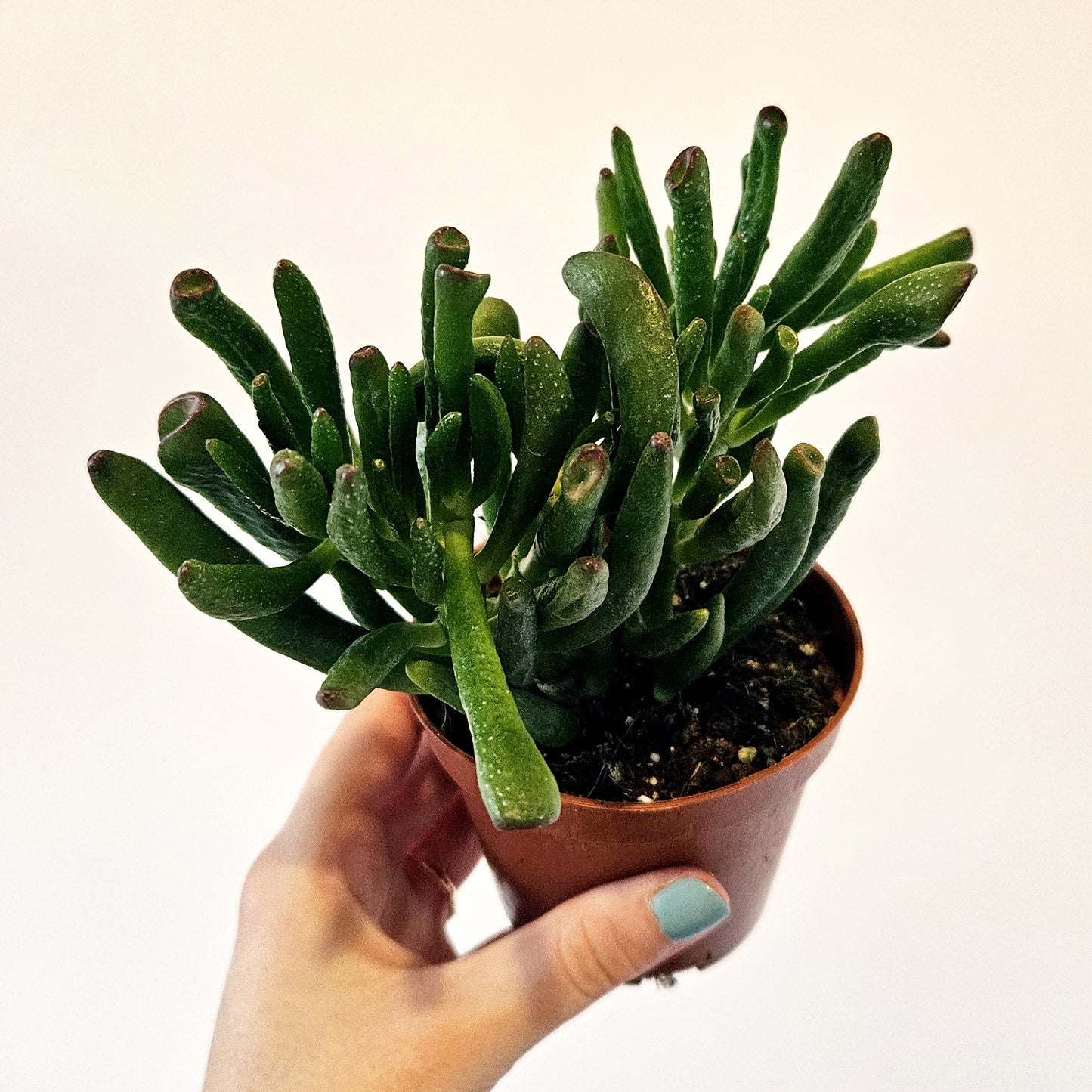 Succulents (assorted)