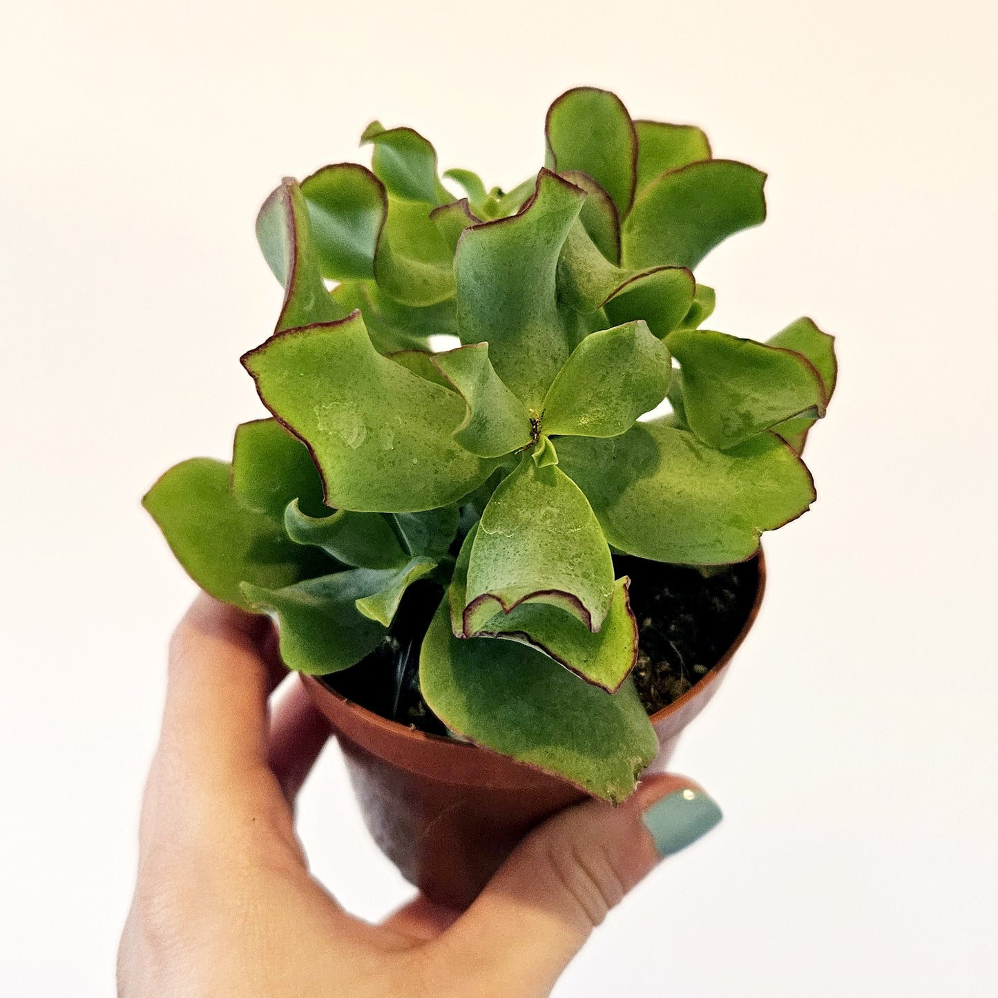 Succulents (assorted)