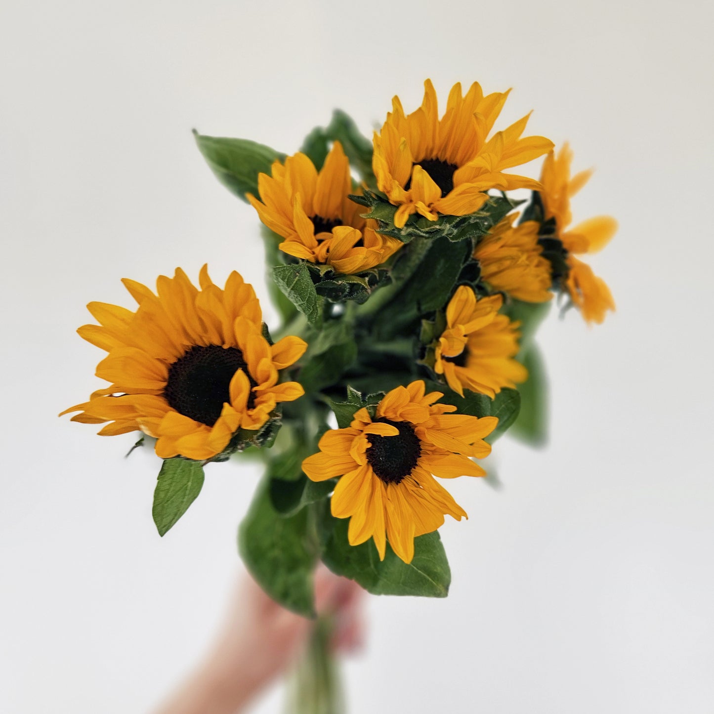 Sunflower Bouquet