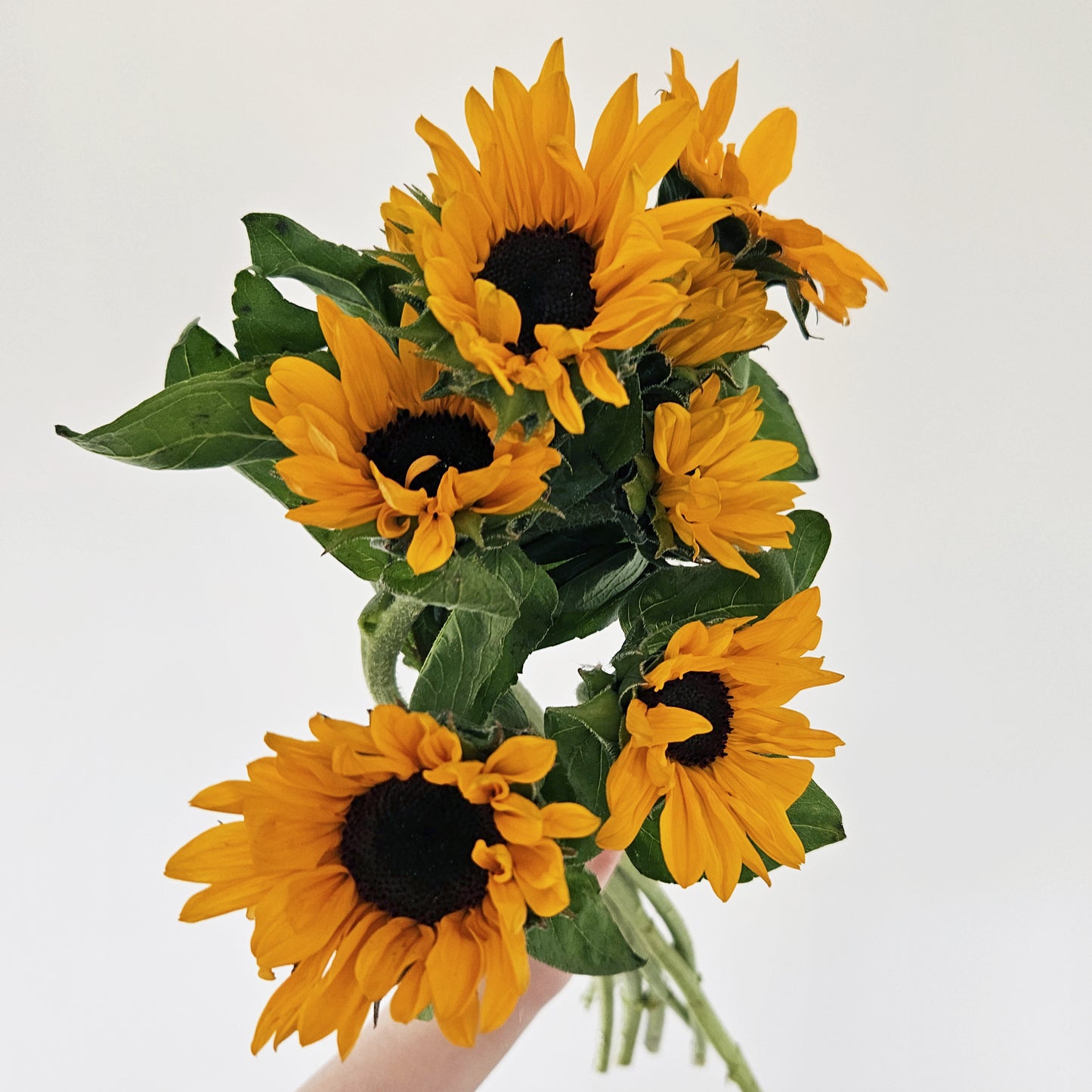 Sunflower Bouquet