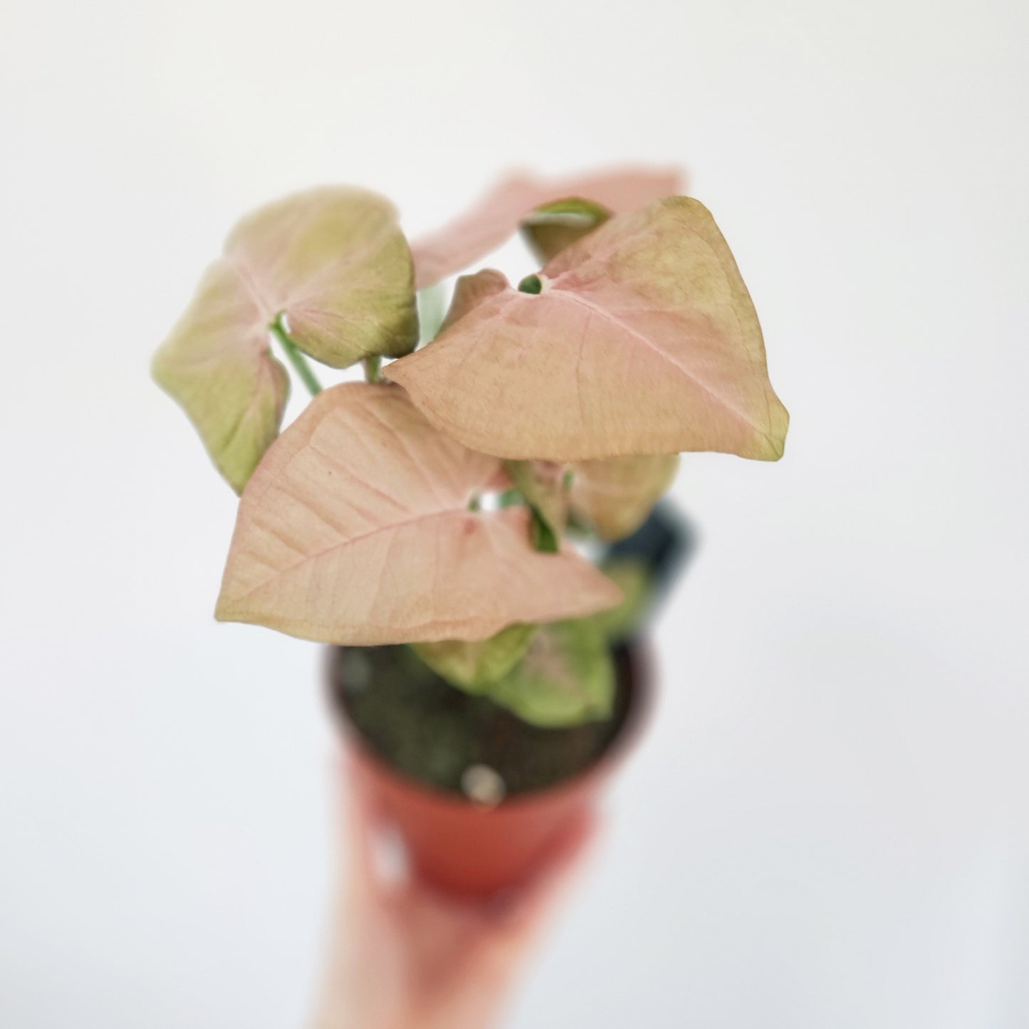 Syngonium