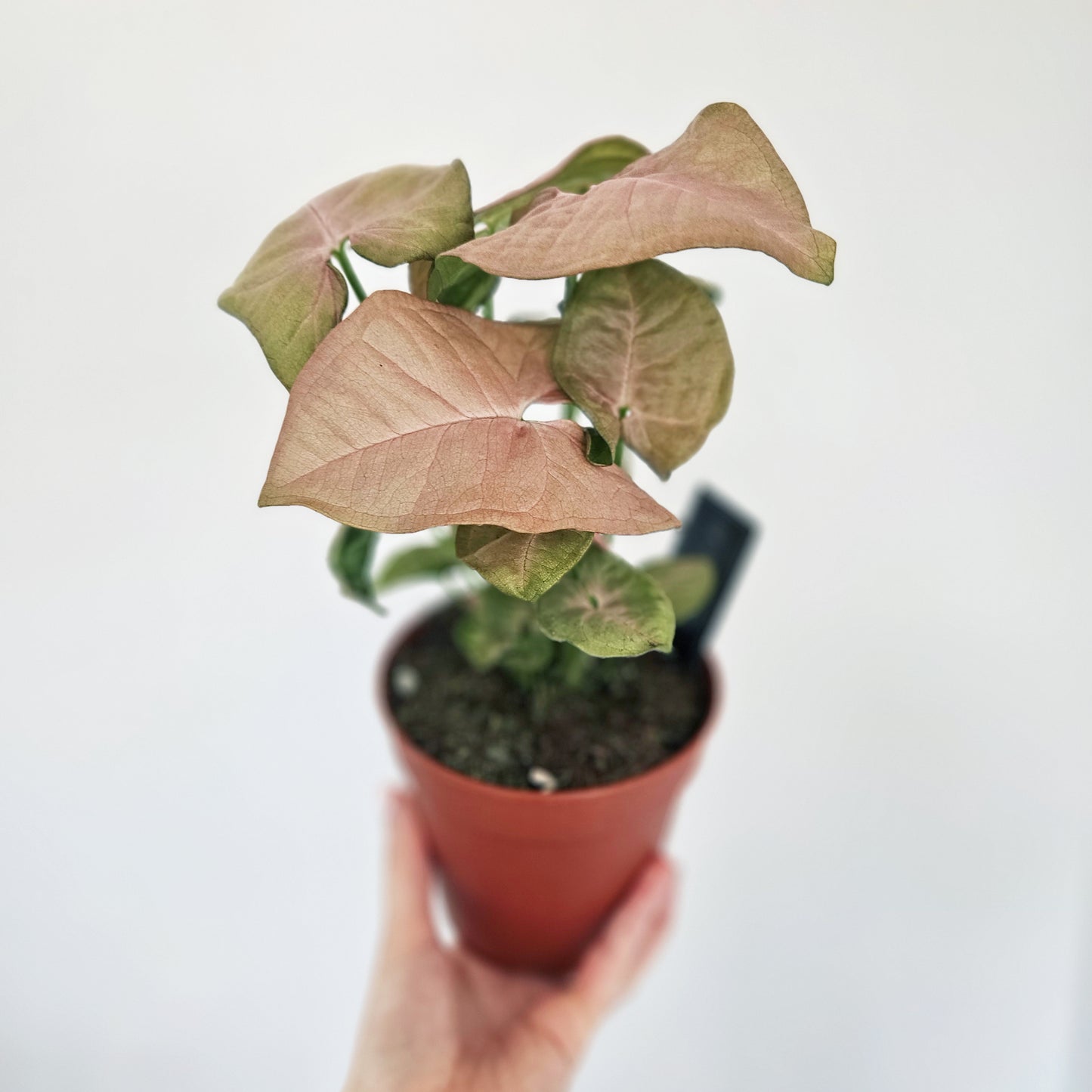 Syngonium