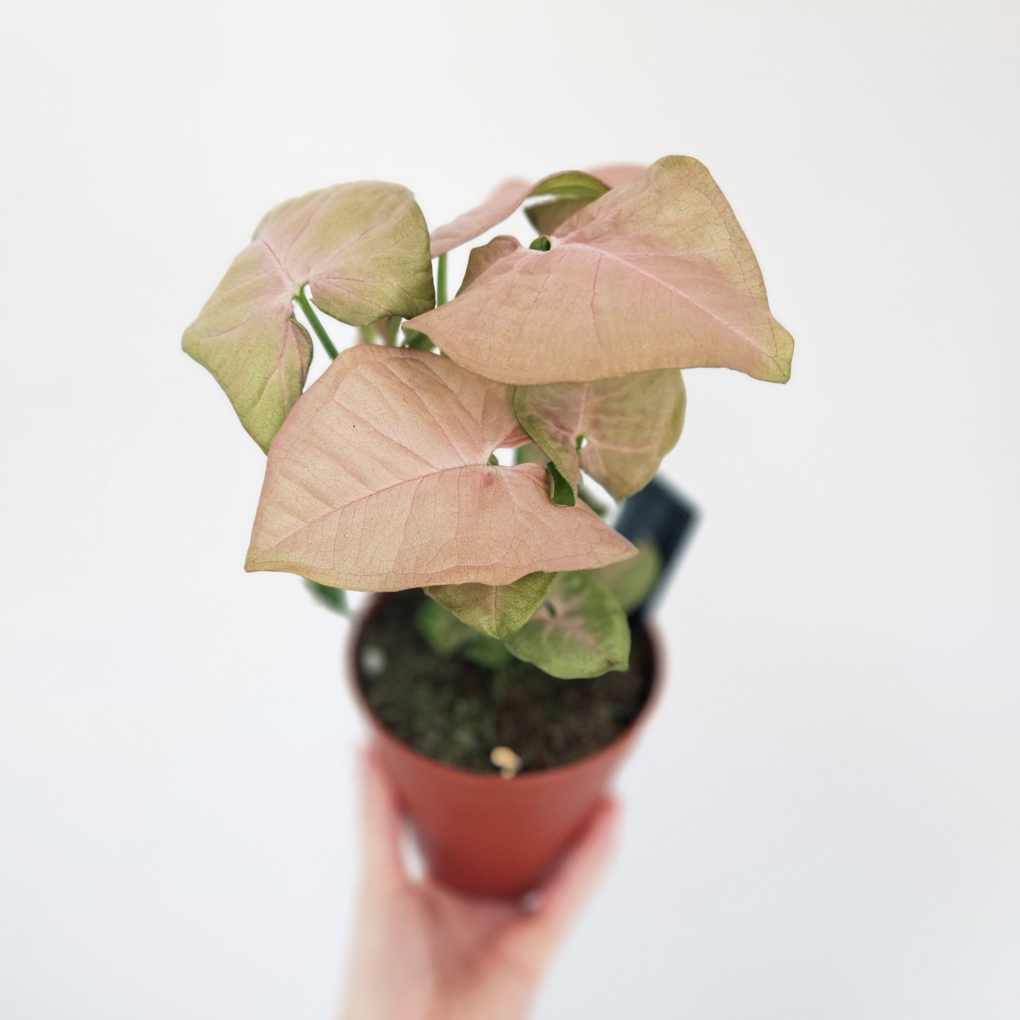 Syngonium