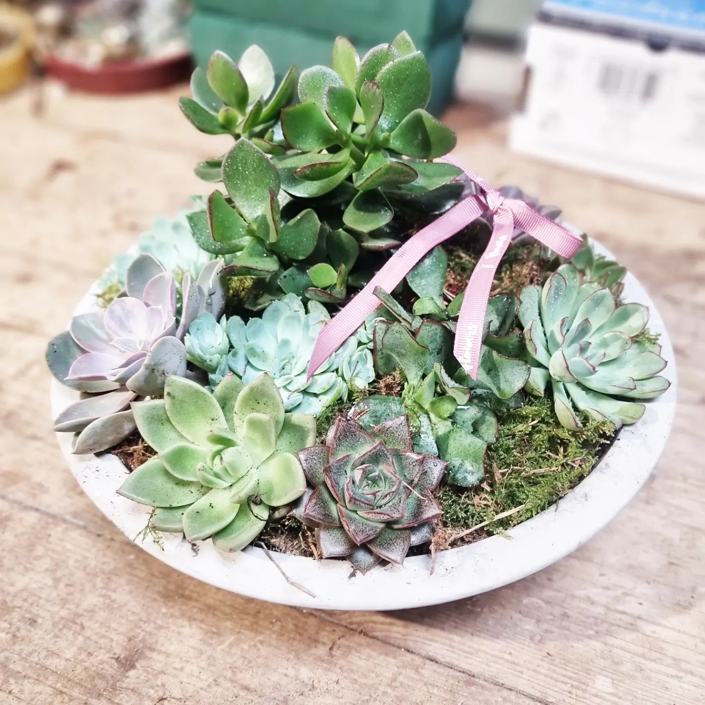 Plants