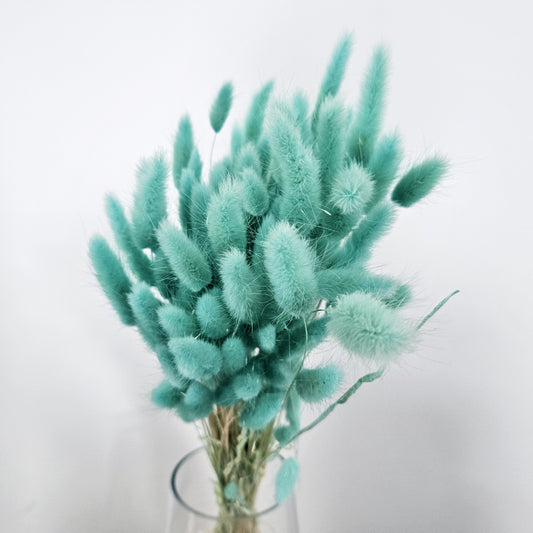 Aqua Lagurus Bunch