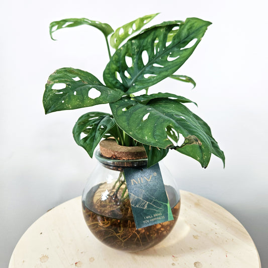 Glass Monstera Adansonii