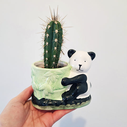 Panda Cactus (assorted)