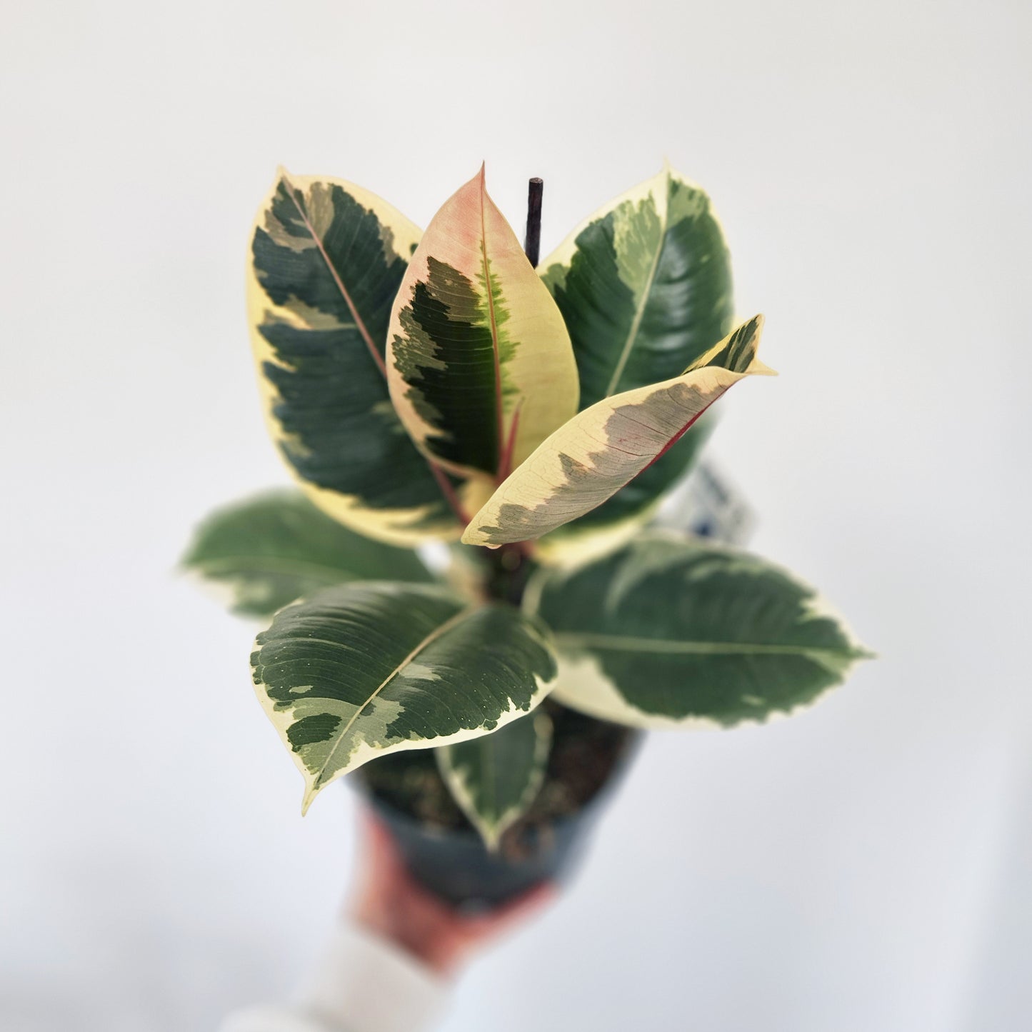 Ficus Elastica