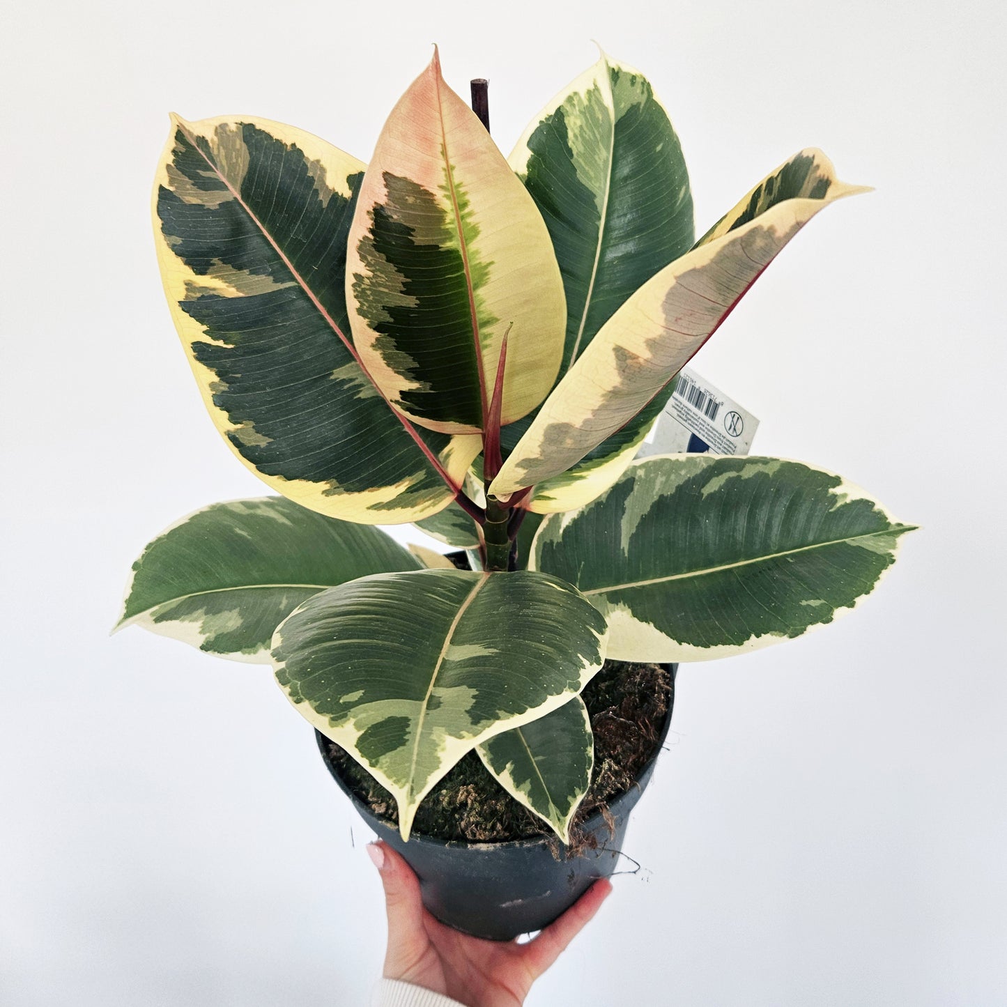 Ficus Elastica