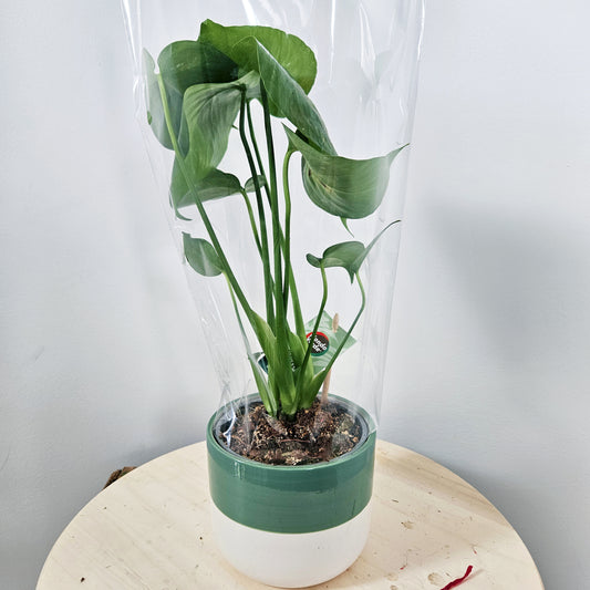 Monstera Deliciosa Potted
