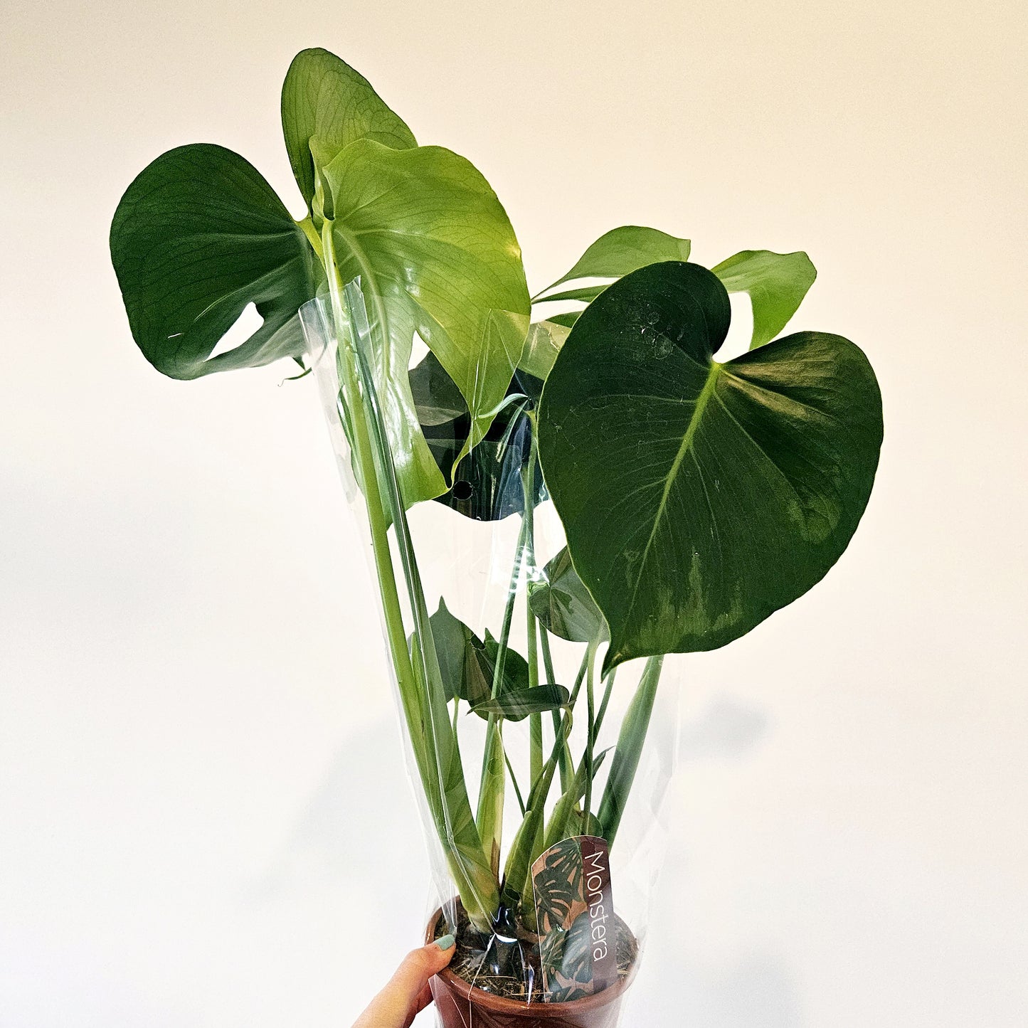 Monstera Deliciosa Potted