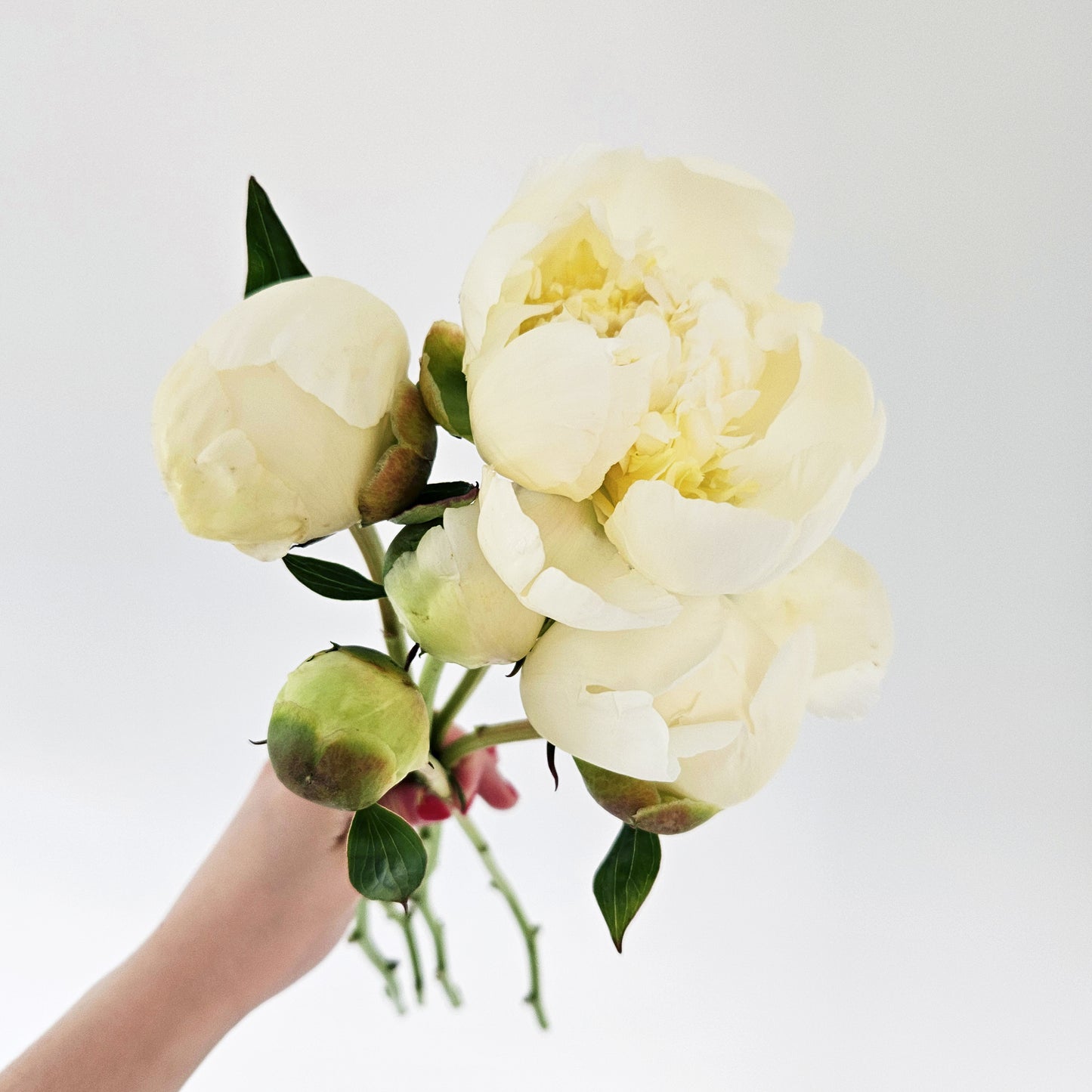 Peony Bouquet