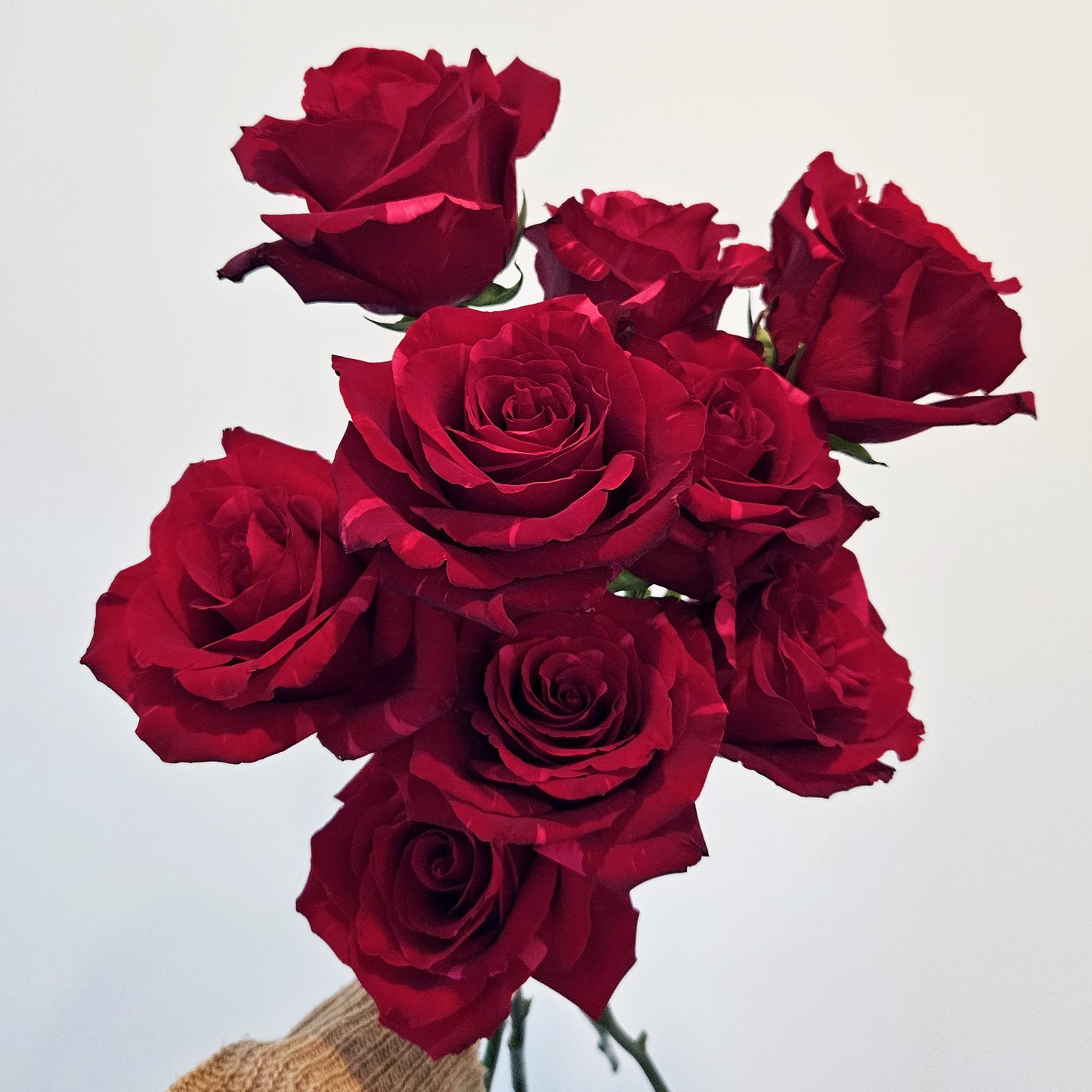 Scarlet Pantheress VALENTINE'S SPECIAL