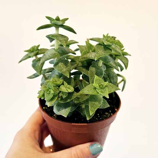 Succulents (assorted)