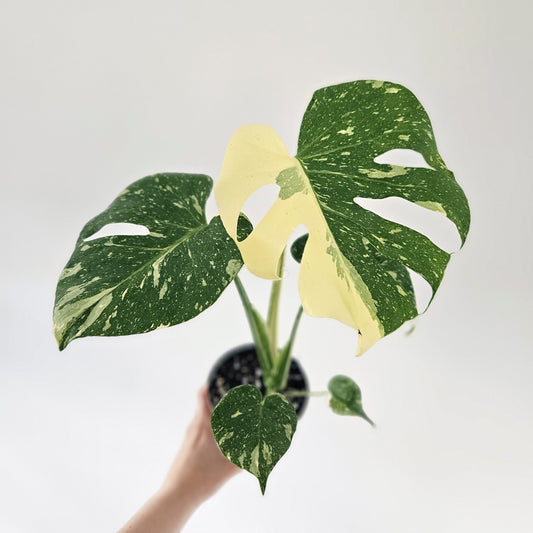 Monstera Thai Constellation