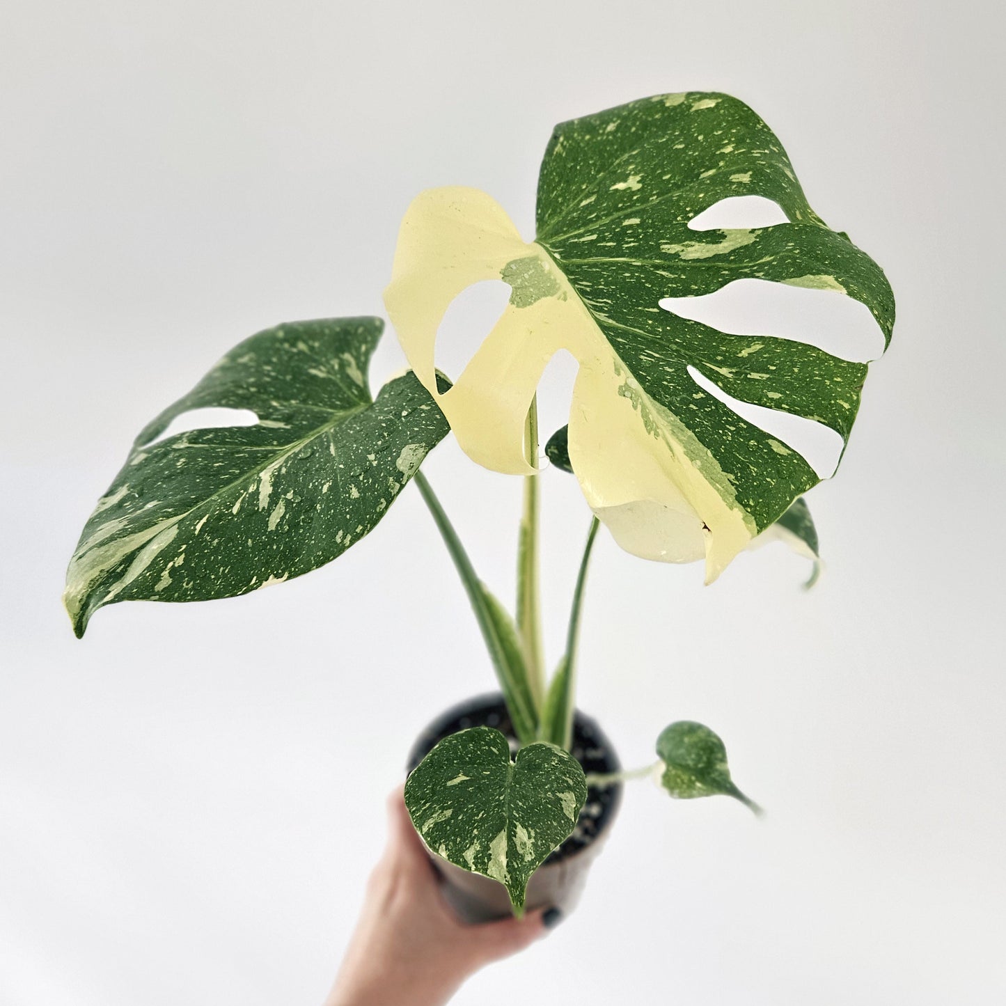 Monstera Thai Constellation