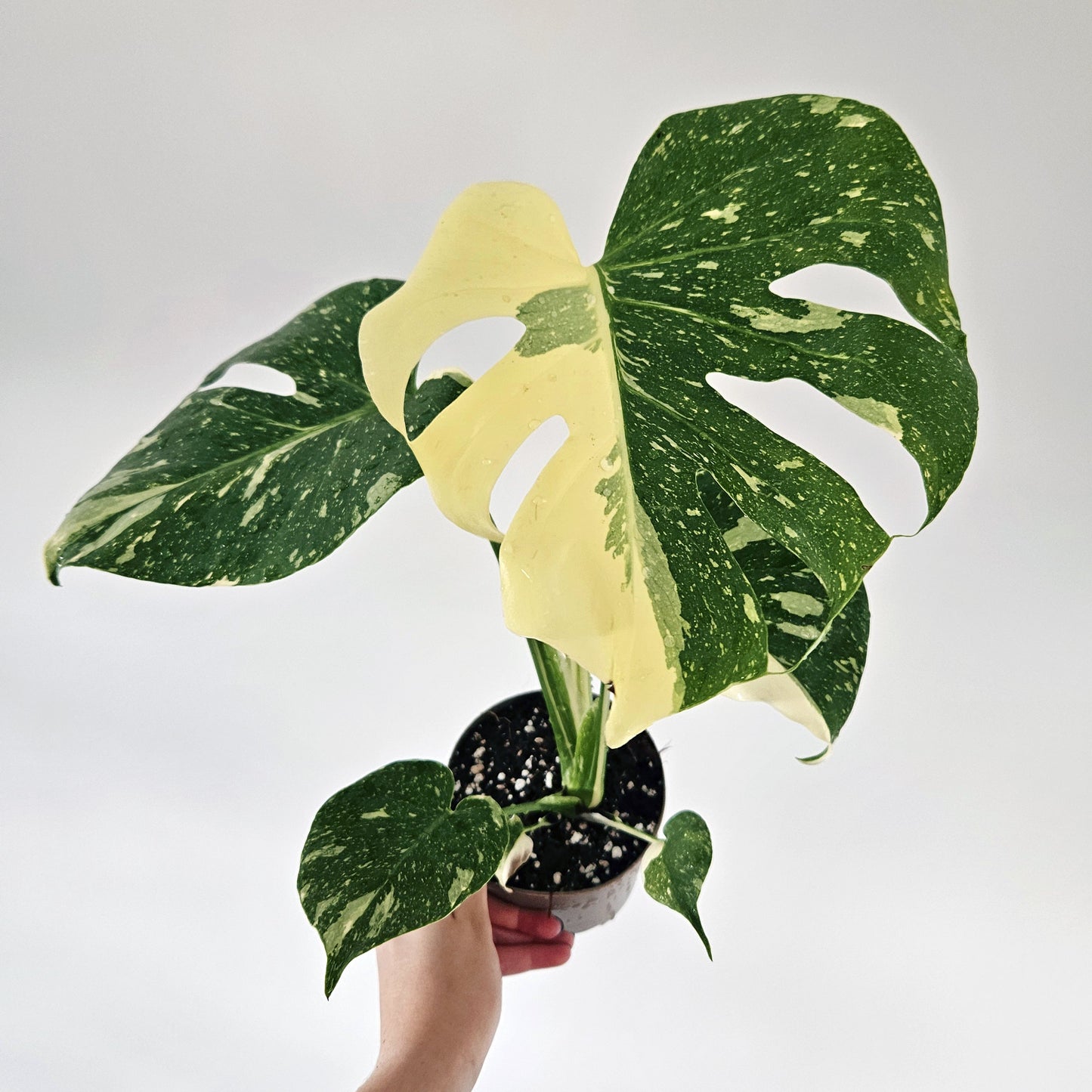 Monstera Thai Constellation